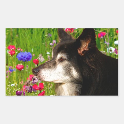 Valentine Border Collie with beautiful flowers Rectangular Sticker