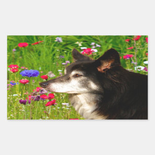 Valentine Border Collie with beautiful flowers Rectangular Sticker