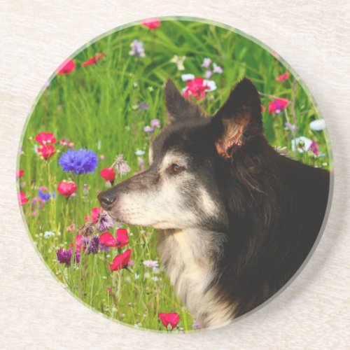 Valentine Border Collie with beautiful flowers Sandstone Coaster