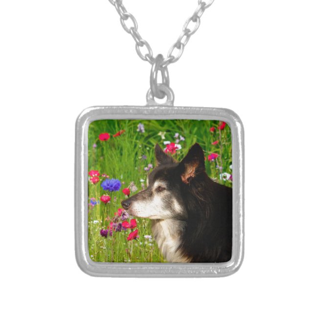 Valentine Border Collie with beautiful flowers Silver Plated Necklace (Front)