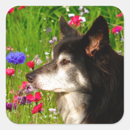 Valentine Border Collie with beautiful flowers Square Sticker