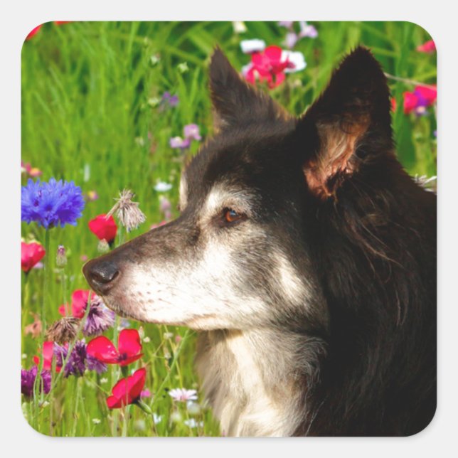 Valentine Border Collie with beautiful flowers Square Sticker (Front)