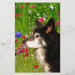 Valentine Border Collie with beautiful flowers Stationery