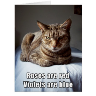 Valentine Cat funny poem BIG