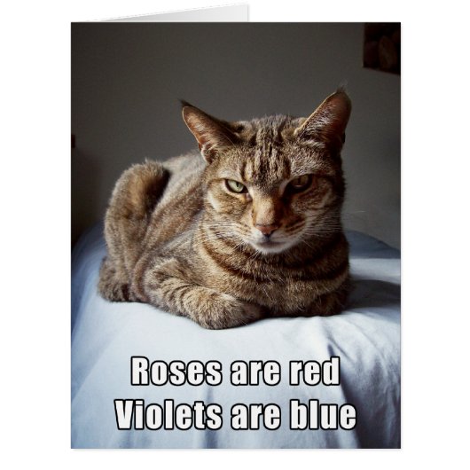 Valentine Cat funny poem BIG Cards (Front)