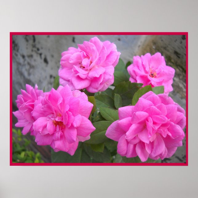 Valentine Day Rose-Poster Poster (Front)