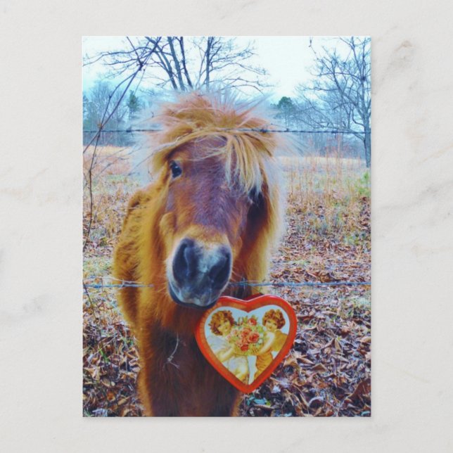 Valentine Heart  Horse Holiday Postcard (Front)