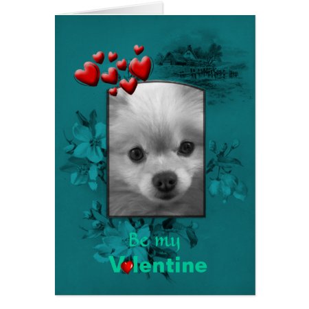 Valentine Pomeranian with Big Cute Eyes Card