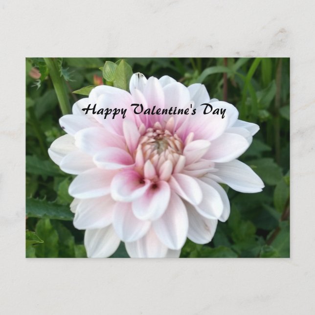Valentine postcard with white and pink dahlia (Front)