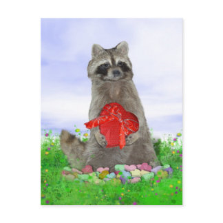 Valentine Raccoon Bandit Holiday Postcard