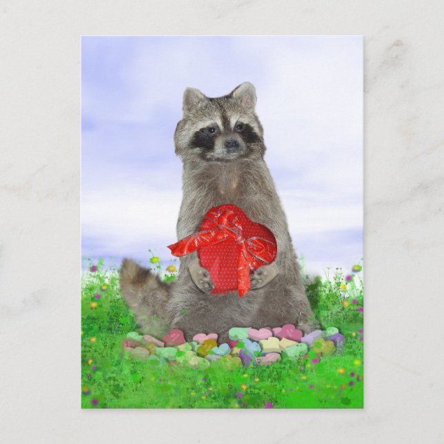 Valentine Raccoon Bandit Holiday Postcard (Front)