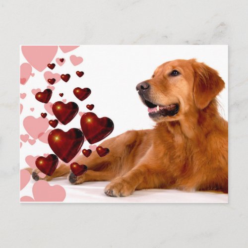 Valentine Red Hearts Golden Retriever Dog Holiday Postcard