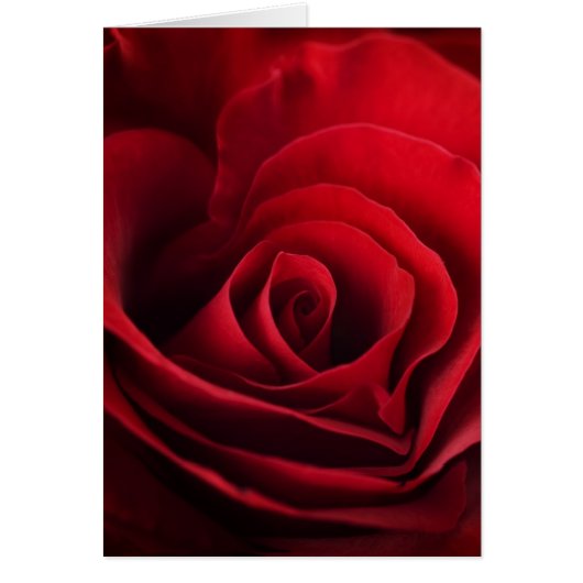 Valentine Red Rose Cards (Front)