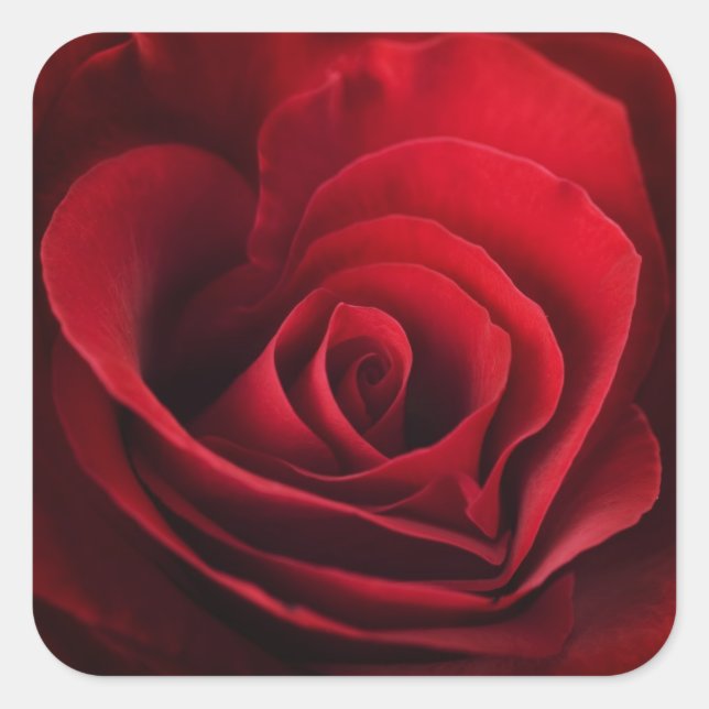 Valentine Red Rose Square Sticker (Front)