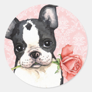 Valentine Rose Boston Terrier Classic Round Sticker