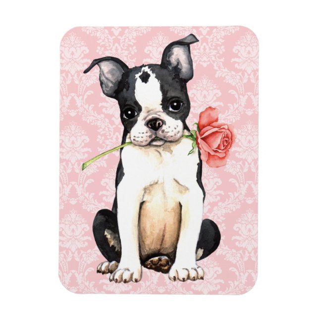 Valentine Rose Boston Terrier Magnet (Vertical)