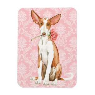 Valentine Rose Ibizan Hound Magnet