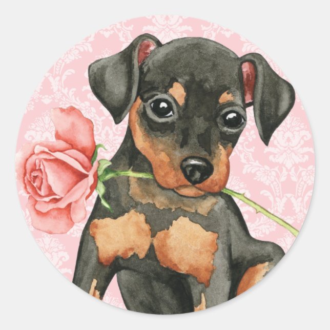 Valentine Rose Min Pin Classic Round Sticker (Front)