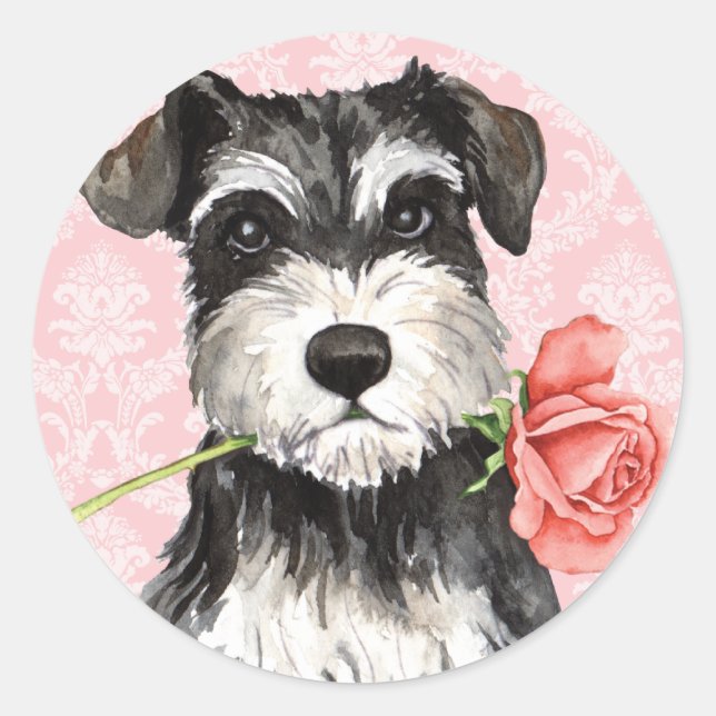 Valentine Rose Mini Schnauzer Classic Round Sticker (Front)