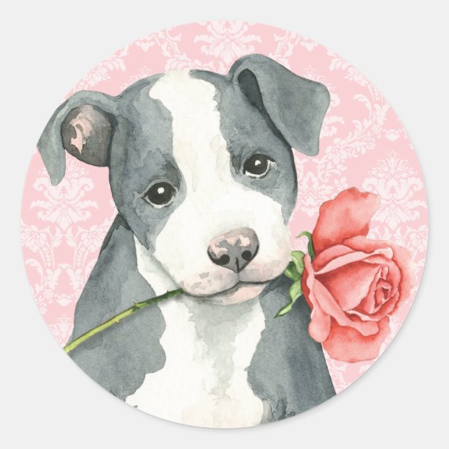 Valentine Rose Pit Bull Classic Round Sticker (Front)