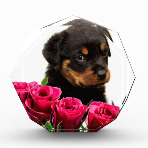 Valentine Rose Rottweiler Puppy Award