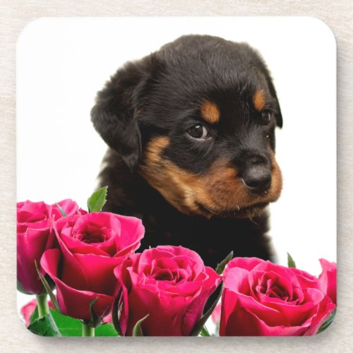 Valentine Rose Rottweiler Puppy Beverage Coaster