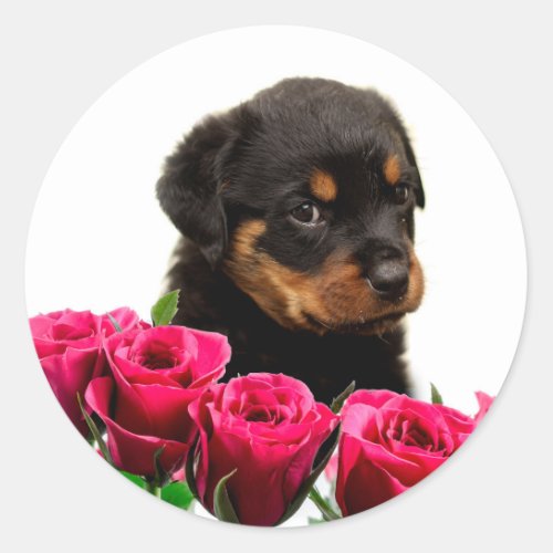 Valentine Rose Rottweiler Puppy Classic Round Sticker