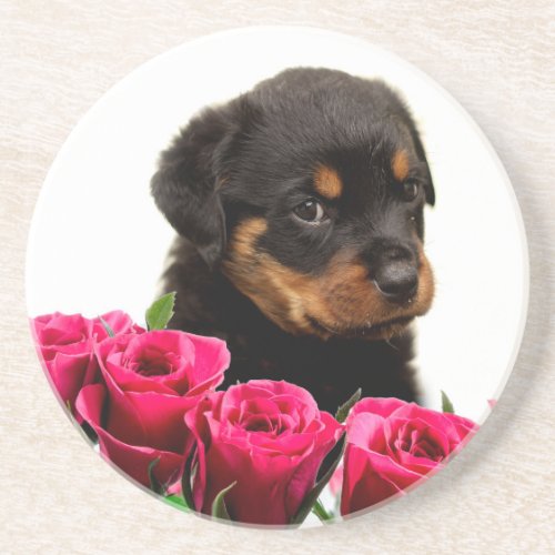 Valentine Rose Rottweiler Puppy Drink Coaster