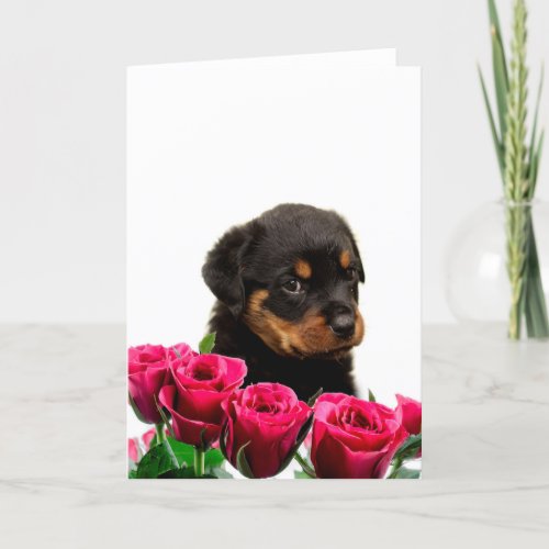 Valentine Rose Rottweiler Puppy Holiday Card