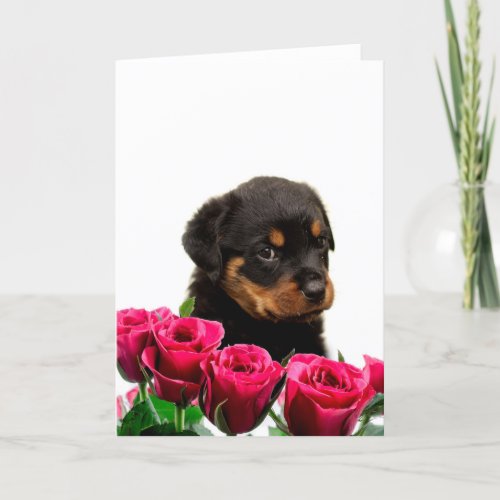 Valentine Rose Rottweiler Puppy Holiday Card