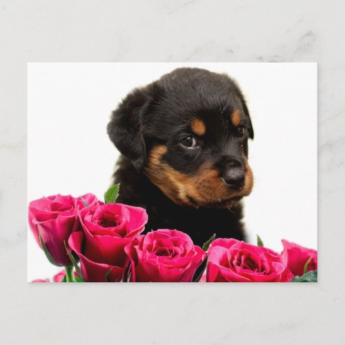 Valentine Rose Rottweiler Puppy Holiday Postcard