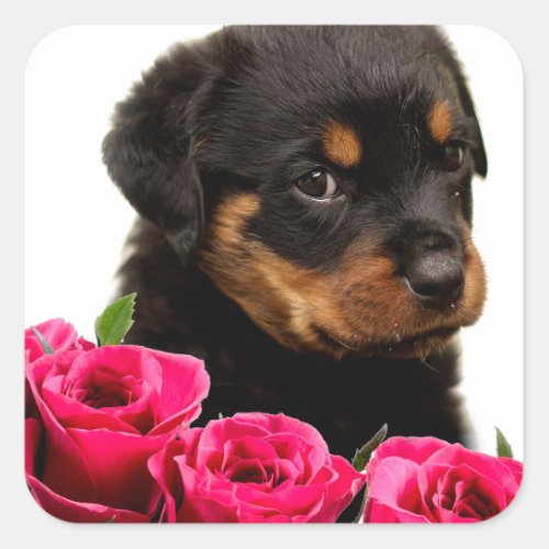 Valentine Rose Rottweiler Puppy Square Sticker