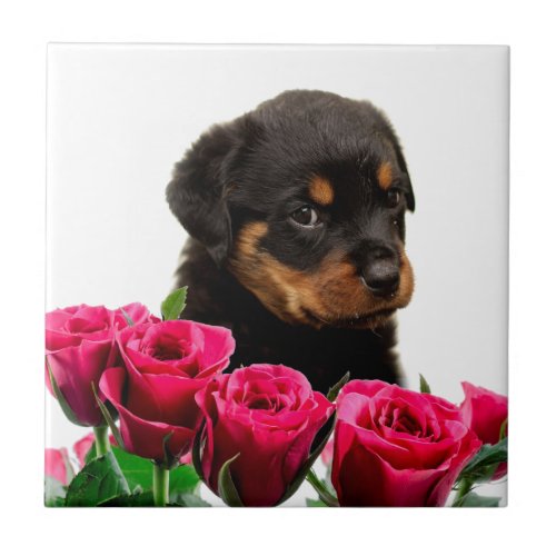 Valentine Rose Rottweiler Puppy Tile