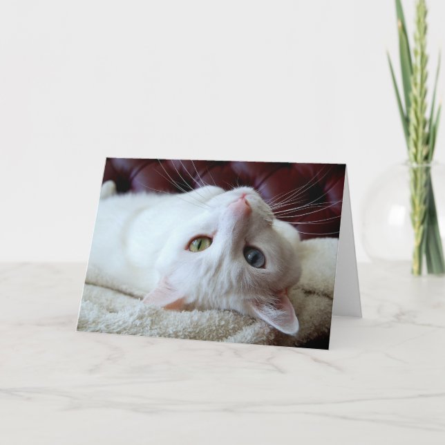 Valentine Turkish Angora Cat Odd Eyes Card (Front)