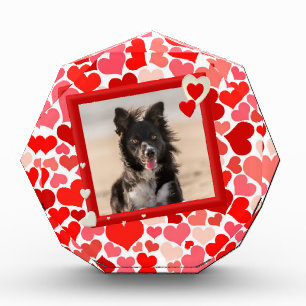Valentines Border Collie Dog Hearts Award