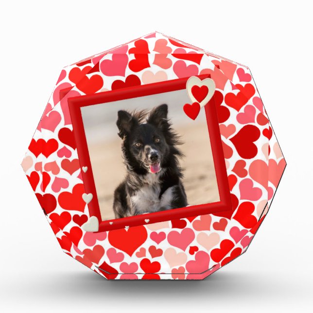 Valentines Border Collie Dog Hearts Award (Front)