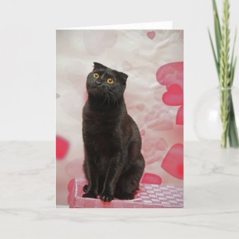 Valentine's Cat Holiday Card by PaducahAugust at Zazzle