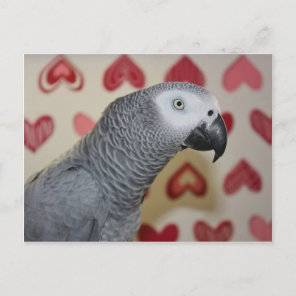 Valentine's Day African Grey Parrot Holiday Postcard