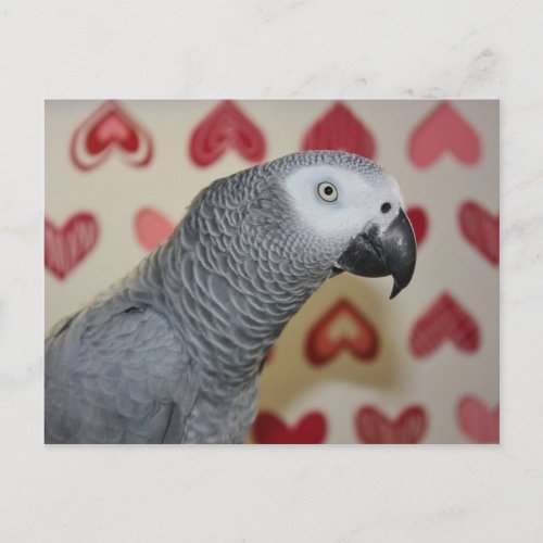 Valentines Day African Grey Parrot Holiday Postcard