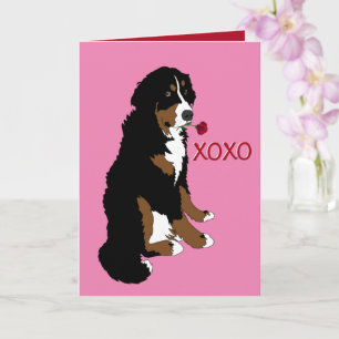 Valentines Day Bernese Mountain Dog Card