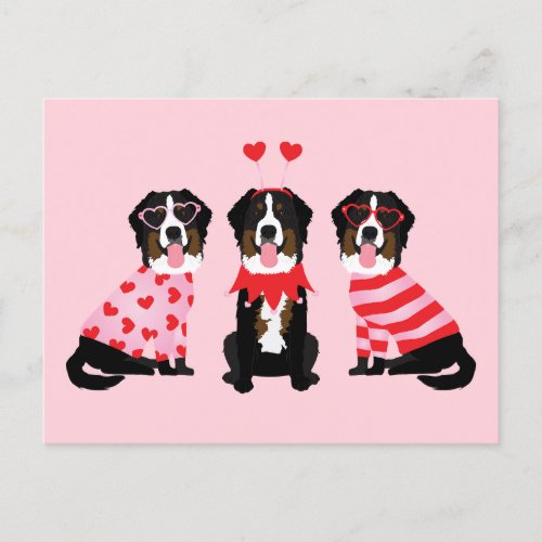 Valentines Day Bernese Mountain Dogs Postcard
