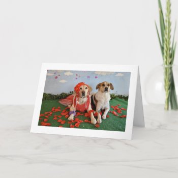 Valentine's Day Card  Photo Of 2 Dogs Holiday Card by PlaxtonDesigns at Zazzle