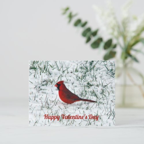 Valentines Day Cardinal Postcard