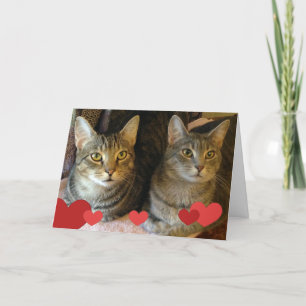 Valentine's Day Cats Holiday Card