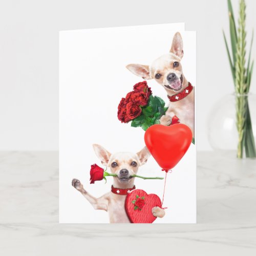 Valentines Day Cute Funny Chihuahuas with Roses Card