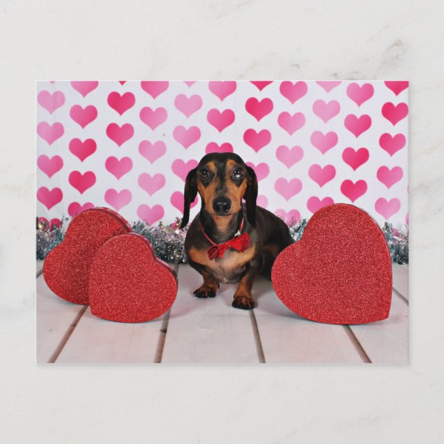 Valentine's Day - Dexter - Dachshund Holiday Postcard (Front)