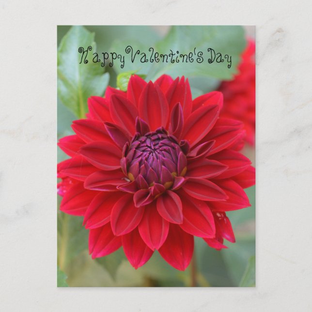 Valentine's Day postcard with red dahlia (Front)