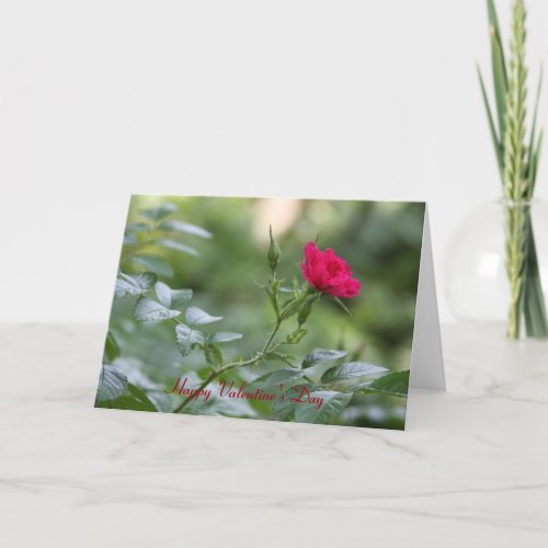 Valentines Day Red Beach Rose Holiday Card