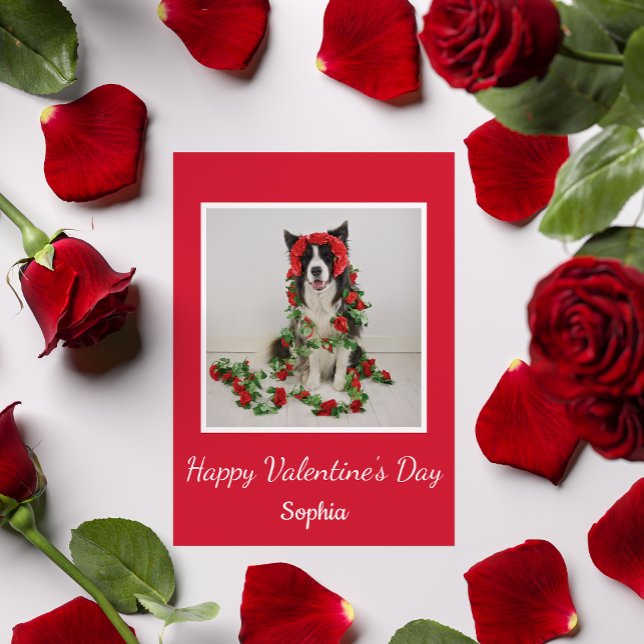 Valentine's Day red roses cute Border Collie dog Holiday Card (Creator Uploaded)