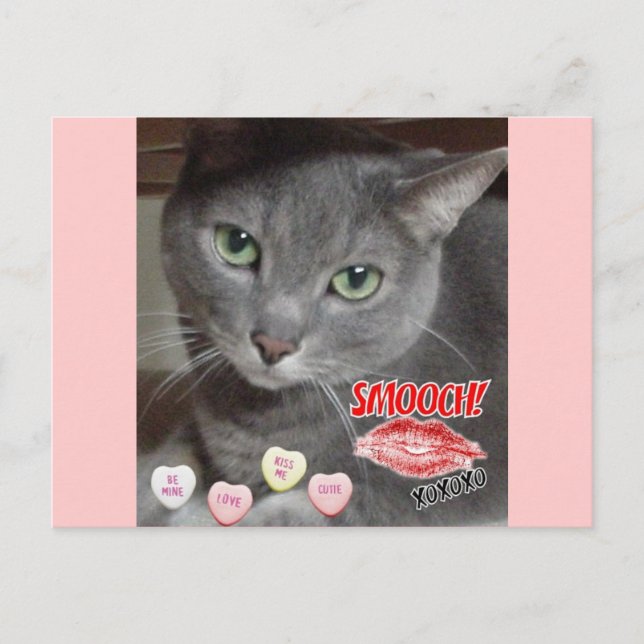 Valentine's Day Russian Blue Gray Cat Holiday Postcard (Front)